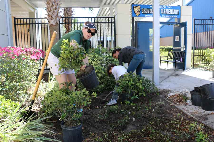 azalea-planting