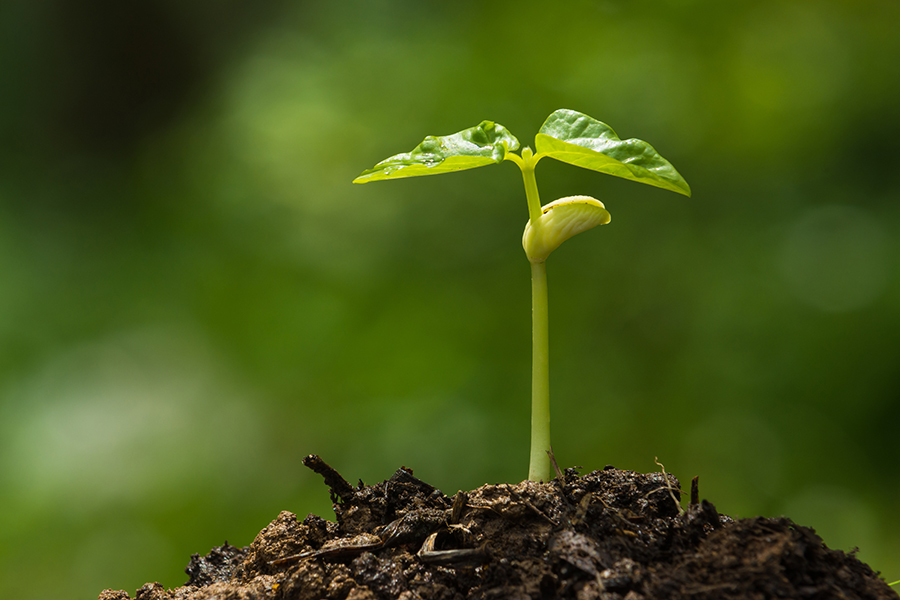 Green-sprout-growing-from-seed