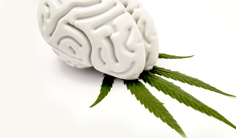 use-of-cannabis-effecting-the-brain