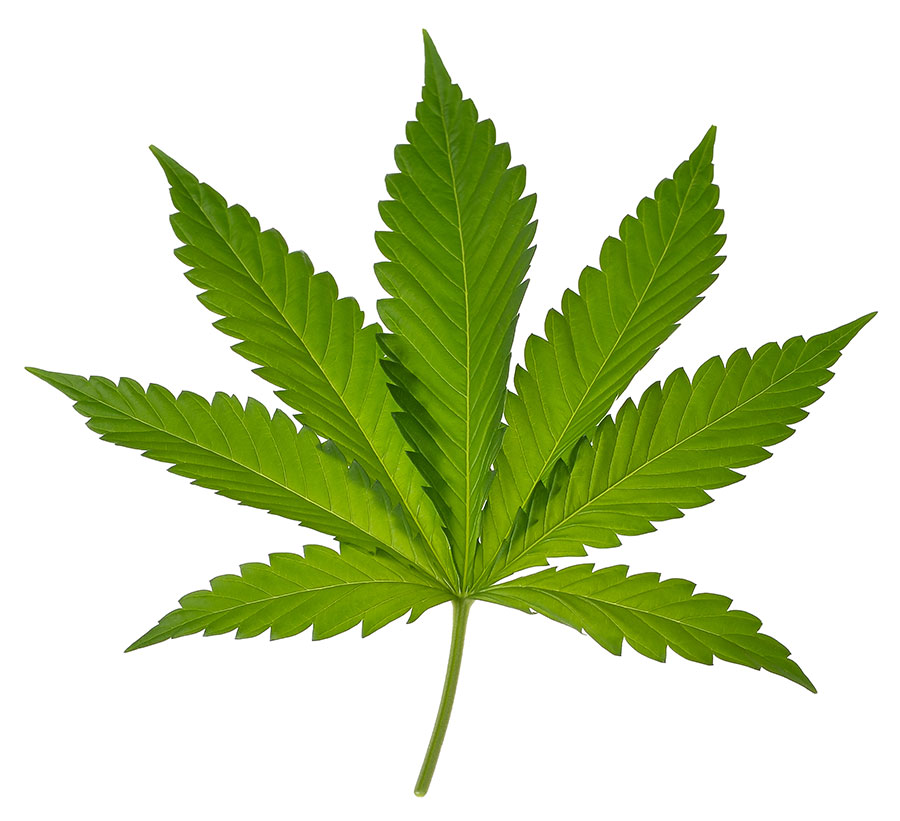 cannibus-leaf